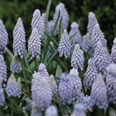 muscari Valerie Finnis - calibre 8/9