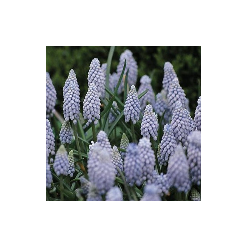 muscari Valerie Finnis - calibre 8/9