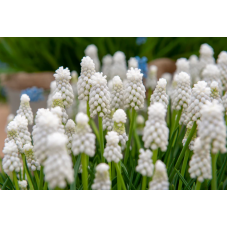 tapis de muscari blanc White Magic