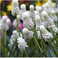 muscari White Magic blanc bulbe calibre 8/9