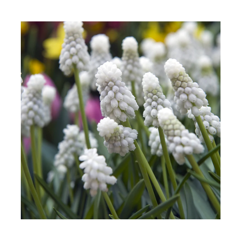 muscari White Magic blanc bulbe calibre 8/9 muscari White Magic blanc bulbe calibre 8/9