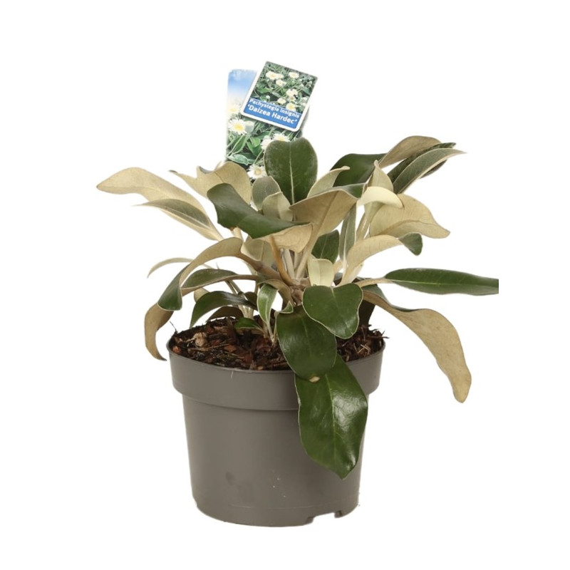 pachystegia insignis Daizea Hardec en pot de 3 litres pachystegia insignis Daizea Hardec en pot de 3 litres