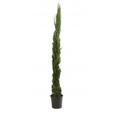 cyprès de Florence totem 250/+ cm pot de 25 litres