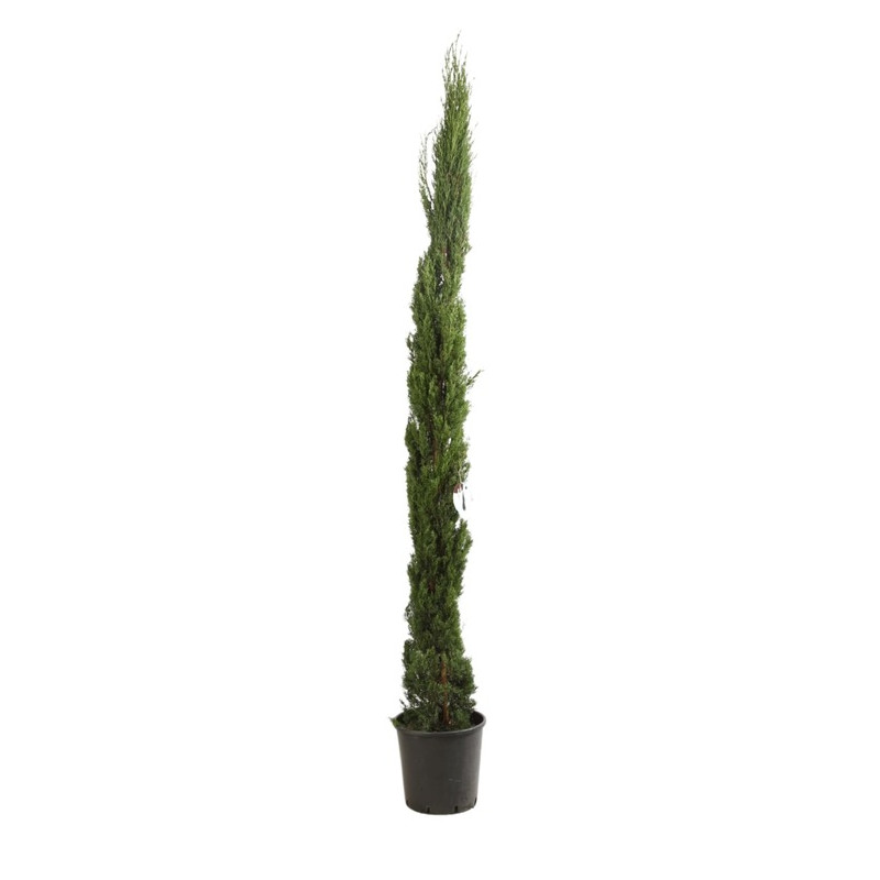 cyprès de Florence totem 250/+ cm pot de 25 litres