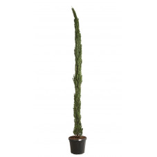 cupressus totem 275/300 pot de 45 litres