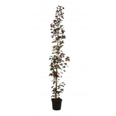 érable plane Crimson Sentry en tige basse 200/220 cm pot de 20 litres