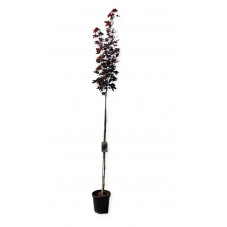 érable plane Crimson Sentry en tige hauteur 200/225 cm en pot de 20 litres