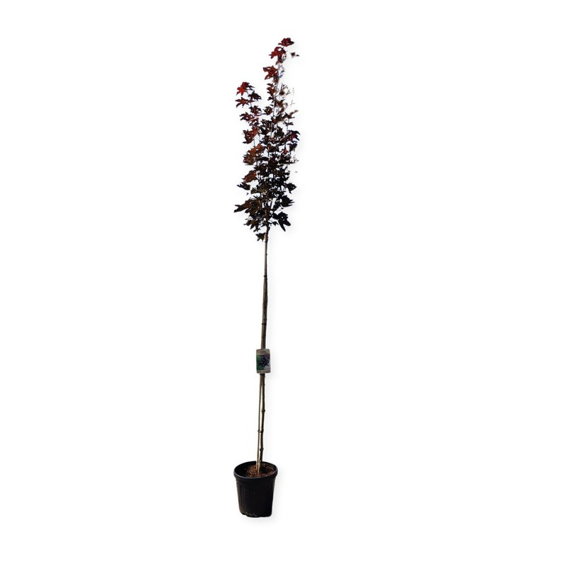 érable plane Crimson Sentry en tige hauteur 200/225 cm en pot de 20 litres