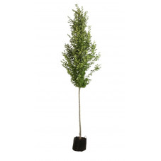 charme pyramidal tige 8/+ cm en pot