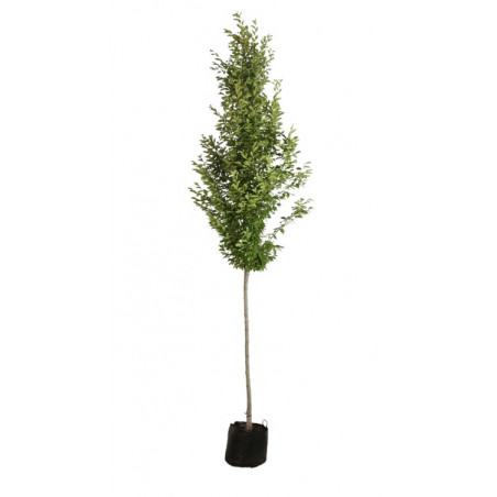 vente de charme pyramidale (carpinus betulus fastigiata)
