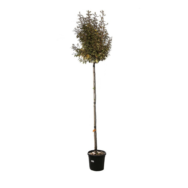 chalef - elaeagnus ebbengei viveleg en tige circ. 8 cm - pot de 35 litres