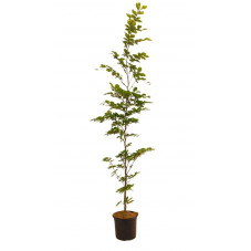 hêtre vert en 150/175 cm pot de 5 litres