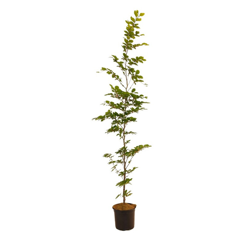 hêtre vert en 150/175 cm pot de 5 litres