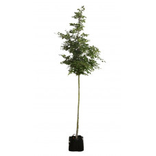 hêtre vert en arbre tige circonférence 8/+ cm pot de 30 litres