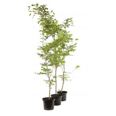 hêtre vert 100 cm pot de 5 litres