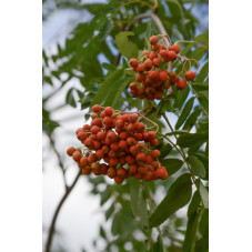 fruits et feuilles du sorbier des oiseaux