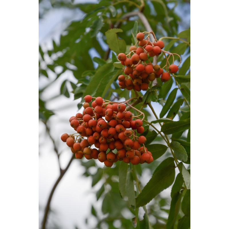 fruits et feuilles du sorbier des oiseaux