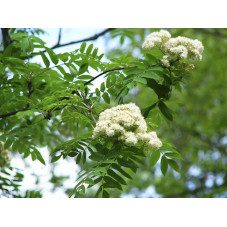 fleurs blanches du sorbier des oiseaux