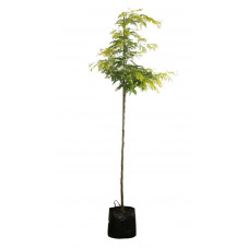 févier d'Amérique - gleditsia triacanthos tige circonférence 8 cm pot de 30 litres