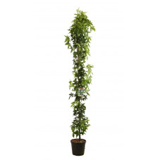 copalme d'Amérique Slender Silhouette - liquidambar tige 200/200 cm pot de 20 litres