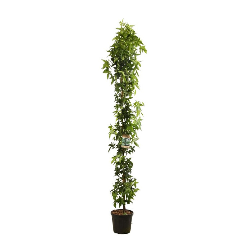 copalme d'Amérique Slender Silhouette - liquidambar tige 200/200 cm pot de 20 litres