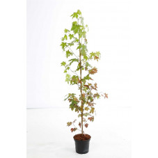 copalme d'Amérique Thea Buisson 125/+ cm pot de 12 litres