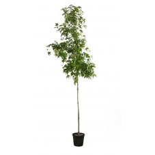 copalme d'Amérique Thea tige circ. 6/8 cm pot de 20 litres