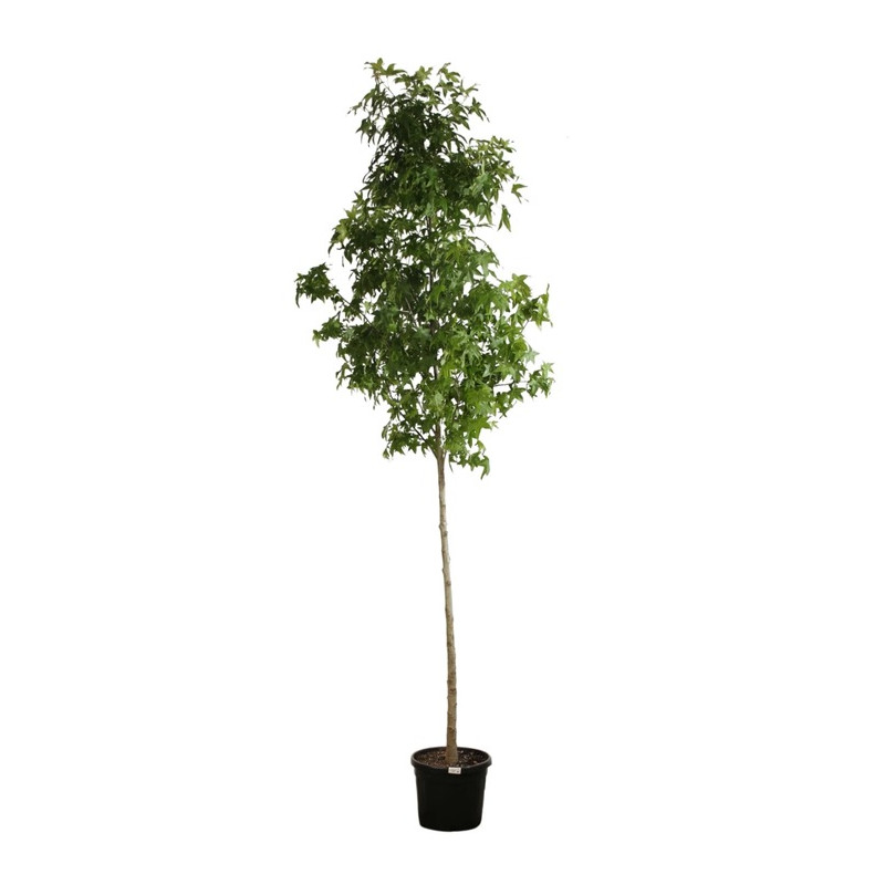 copalme d'Amérique Thea tige circ. 10/12 cm pot de 35 litres