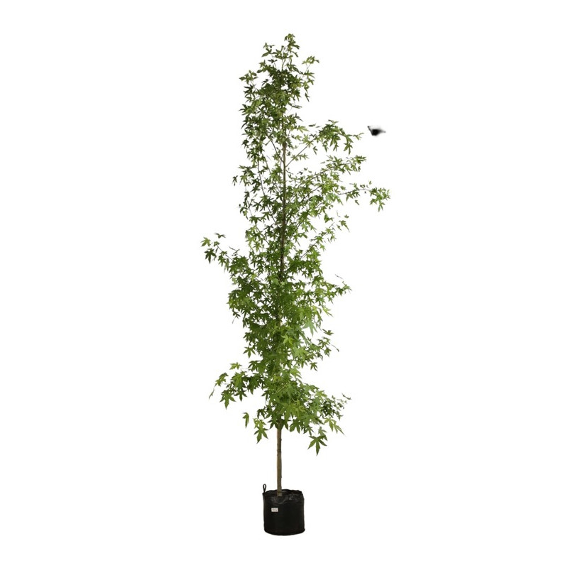 liquidambar worplesdon en taille circ. 8/+ cm liquidambar worplesdon en taille circ. 8/+ cm