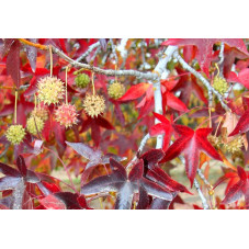 liquidambar Worplesdon feuillage automne