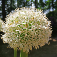 allium Mount Everest hauteur 125 cm - bulbes calibre 20/+