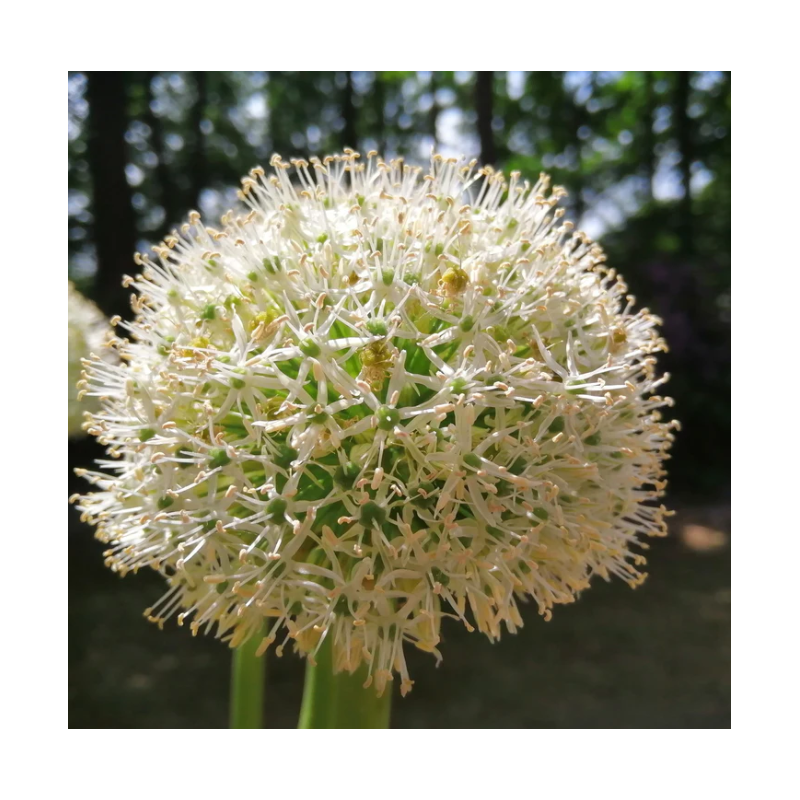 allium Mount Everest hauteur 125 cm - bulbes calibre 20/+