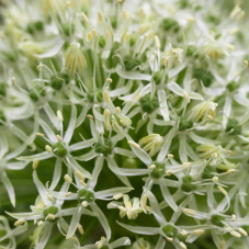 allium blanc Mount Everest - détail fleur