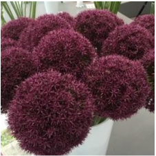 allium Ostara - hauteur 40 cm - bulbes calibre 18/20