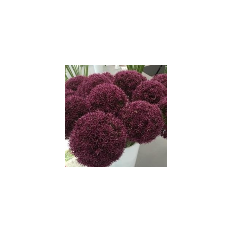 allium Ostara - hauteur 40 cm - bulbes calibre 18/20 allium Ostara - hauteur 40 cm - bulbes calibre 18/20