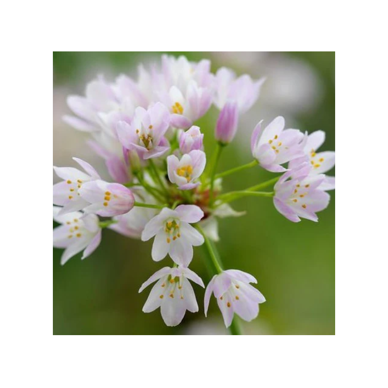 allium roseum hauteur 35 cm - bulbes 5/+