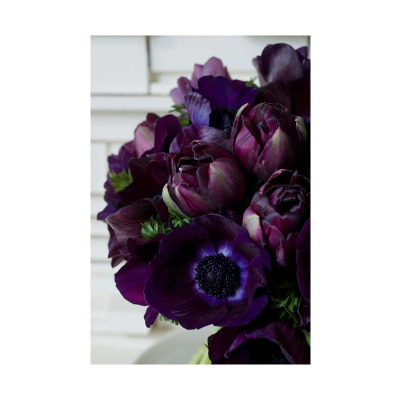 tulipe double noir Black hero - bulbe calibre 10/12+ tulipe double noir Black hero - bulbe calibre 10/12+
