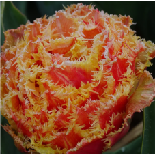 tulipe frangée Brisbane hauteur 35 cm - bulbe calibre 12/+