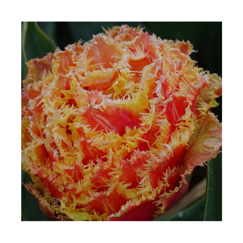 tulipe frangée Brisbane hauteur 35 cm - bulbe calibre 12/+ tulipe frangée Brisbane hauteur 35 cm - bulbe calibre 12/+