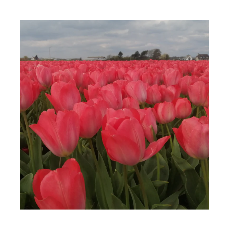 tulipe Darwin Van Eijk calibre 12/+ hauteur 55 cm tulipe Darwin Van Eijk calibre 12/+ hauteur 55 cm
