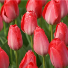 tulipe darwin Van Eijk fleurs