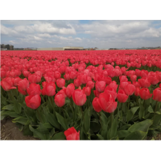 tulipe Darwin Van Eijk en massif