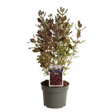 coprosma repens eclipse en taille 20/25 cm pot de 3 litres