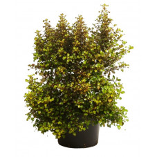 coprosma pina colada en hauteur 60/70 cm pot de 20 litres