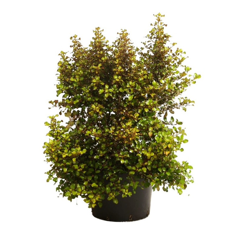 coprosma pina colada en hauteur 60/70 cm pot de 20 litres