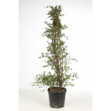 abélie à grandes fleurs 100/+ cm - pot de 15 litres