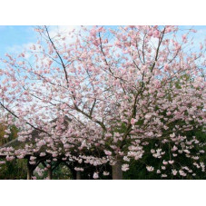 fleurs du cerisier accolade