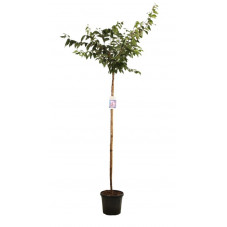 cerisier à fleurs accolade - prunus tige circ. 8/+ cm pot de 20 litres