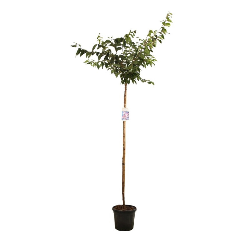 cerisier à fleurs accolade - prunus tige circ. 8/+ cm pot de 20 litres