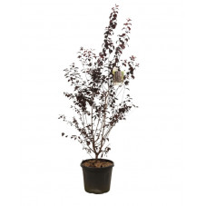 prunier à fleurs pourpre en buisson 225/240 cm pot de 35 litres